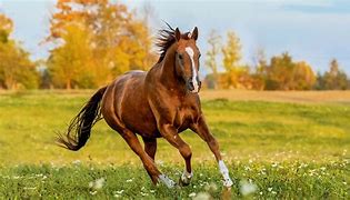 horse, a horse, my kingdom for a horse